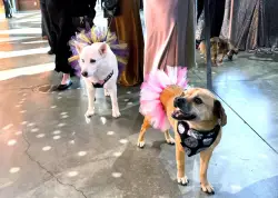 Dogs get glammed up for Humane Society Silicon Valley’s Fur Ball