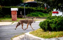 Letters: State must seize chance to change coyote management