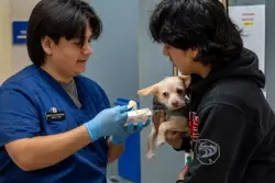 Six months after scathing audit of San Jose shelter, animal advocates fume over unresolved problems