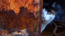 Remains of domestic cats found in wreckage of ancient ship were likely first to arrive in United States